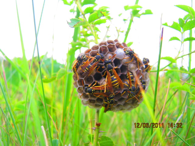 Bienen