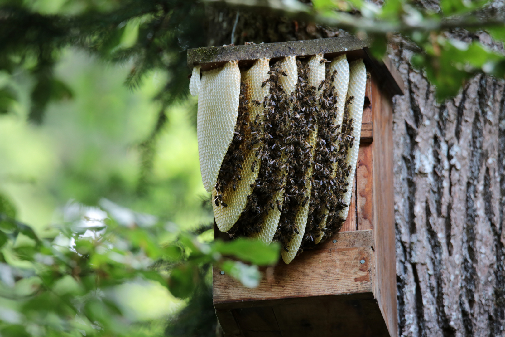 Bienen