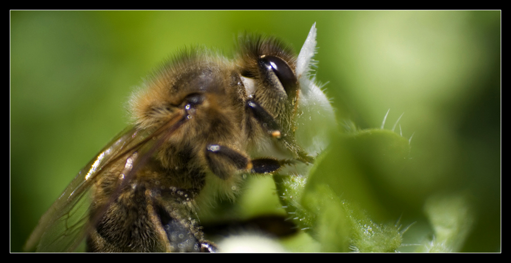 Bienen