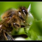 Bienen