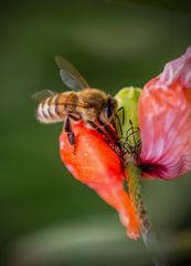 Bienen