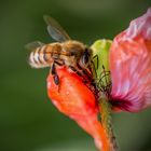 Bienen