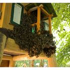 Bienen