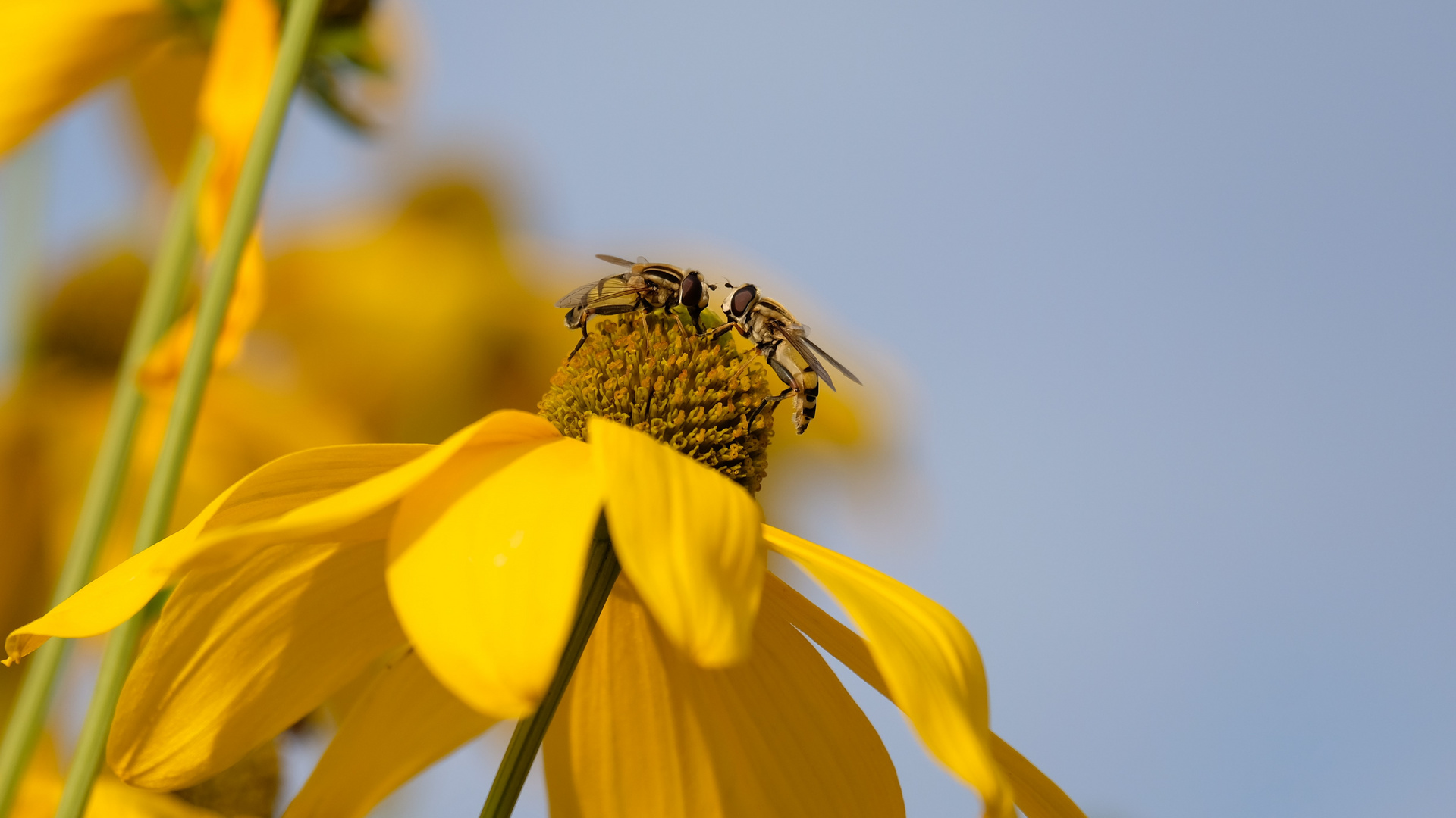 Bienen