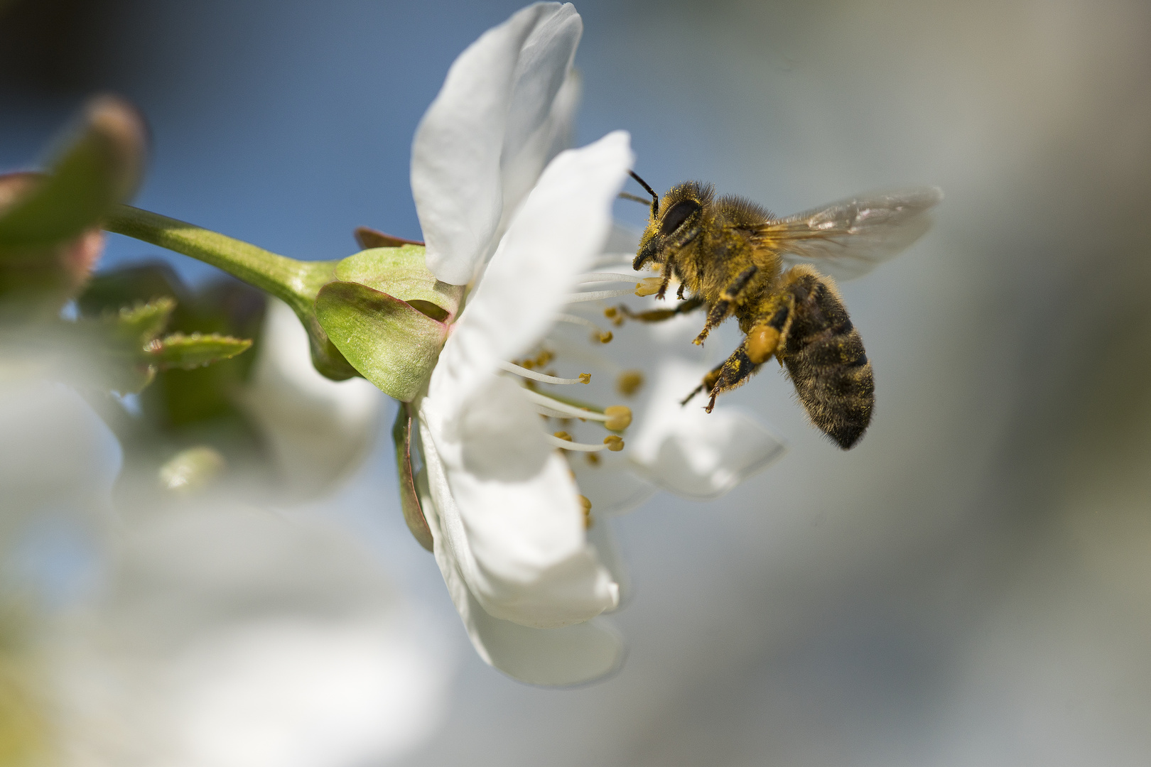 Bienen