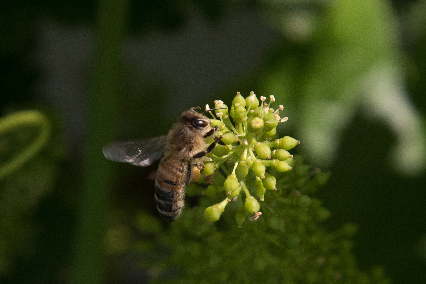 Bienen