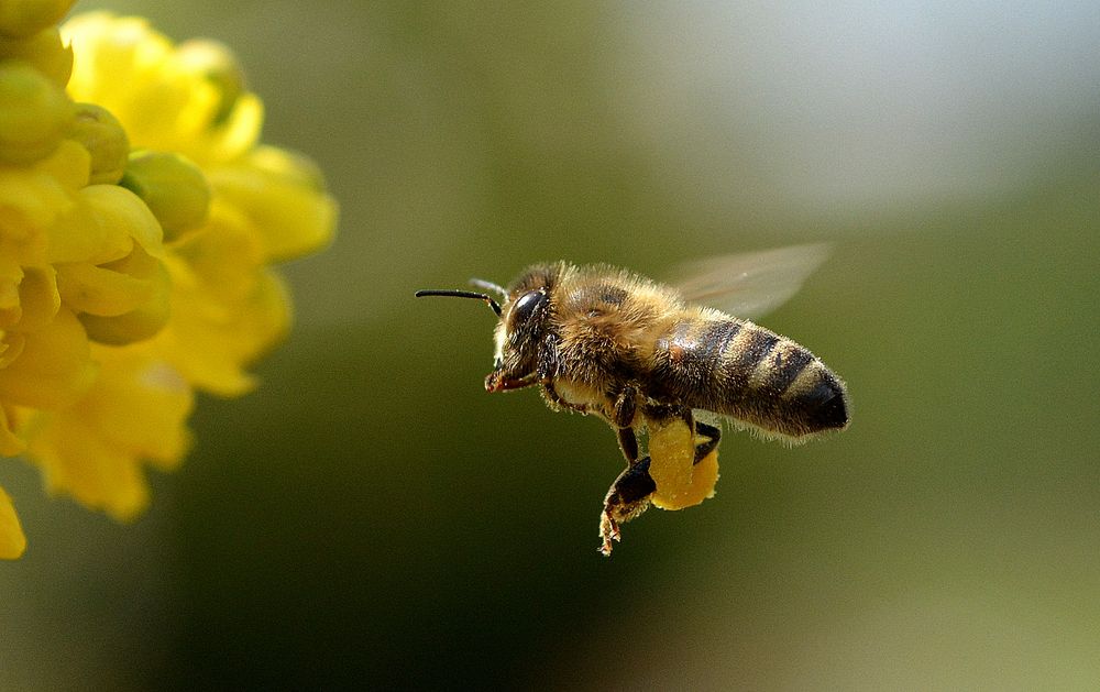 bienen