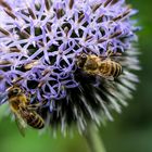 Bienen