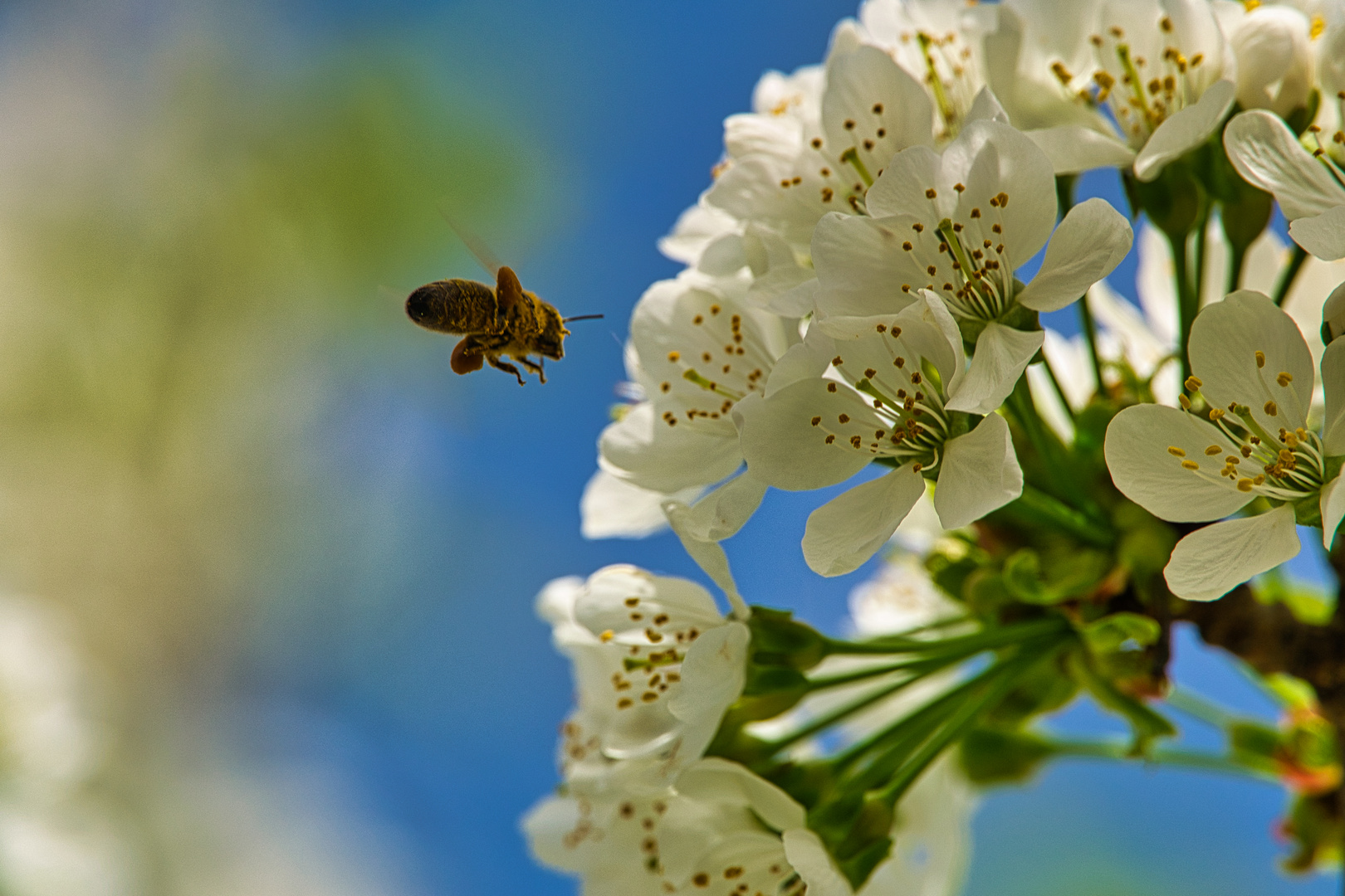 Bienen