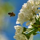 Bienen