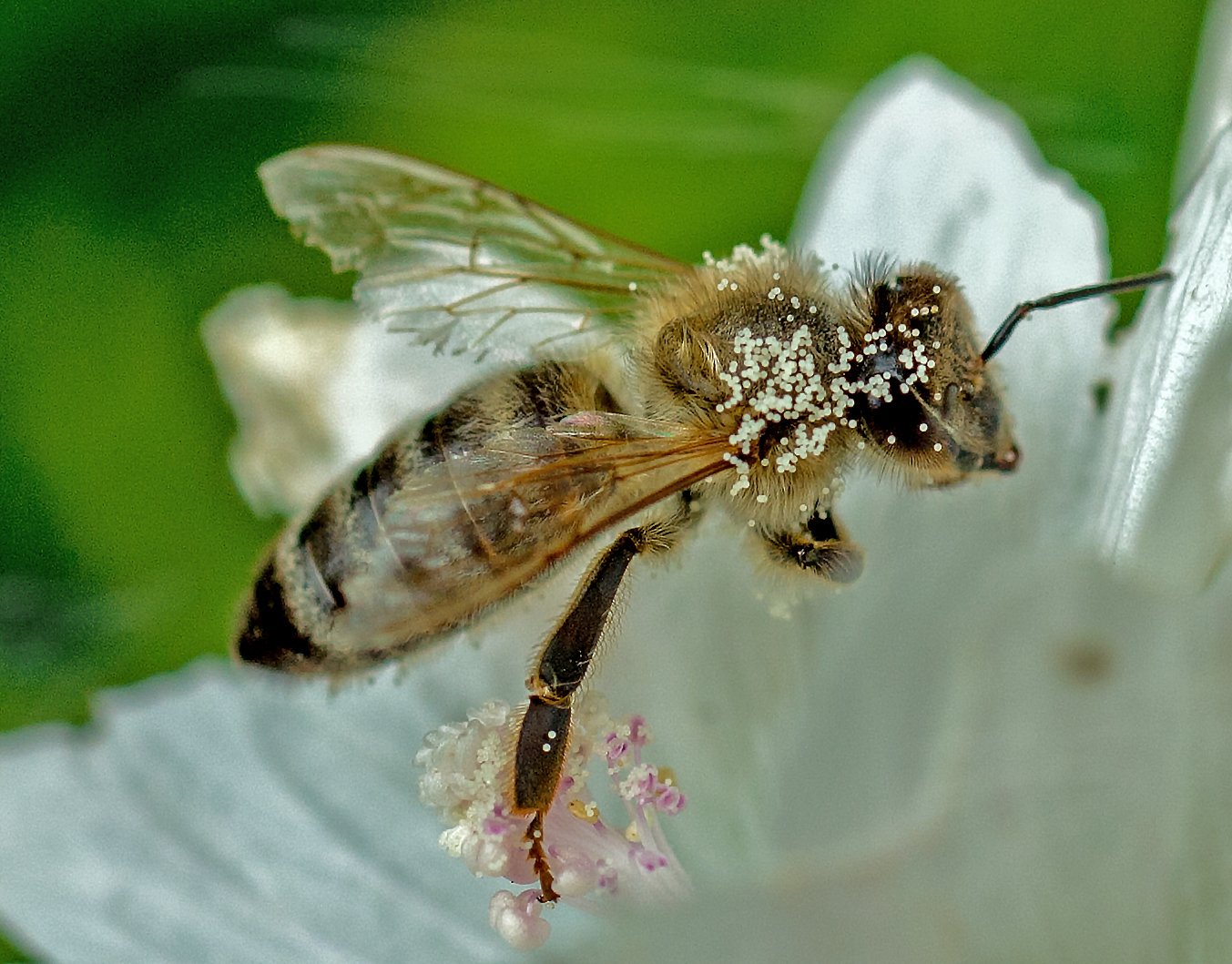 Bienen Abflug