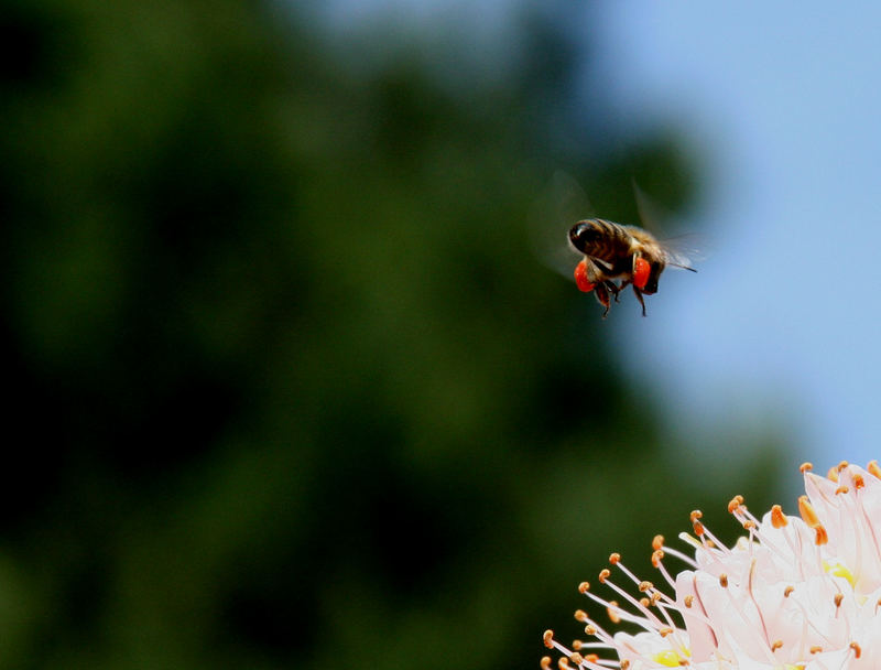 Bienen-Abflug