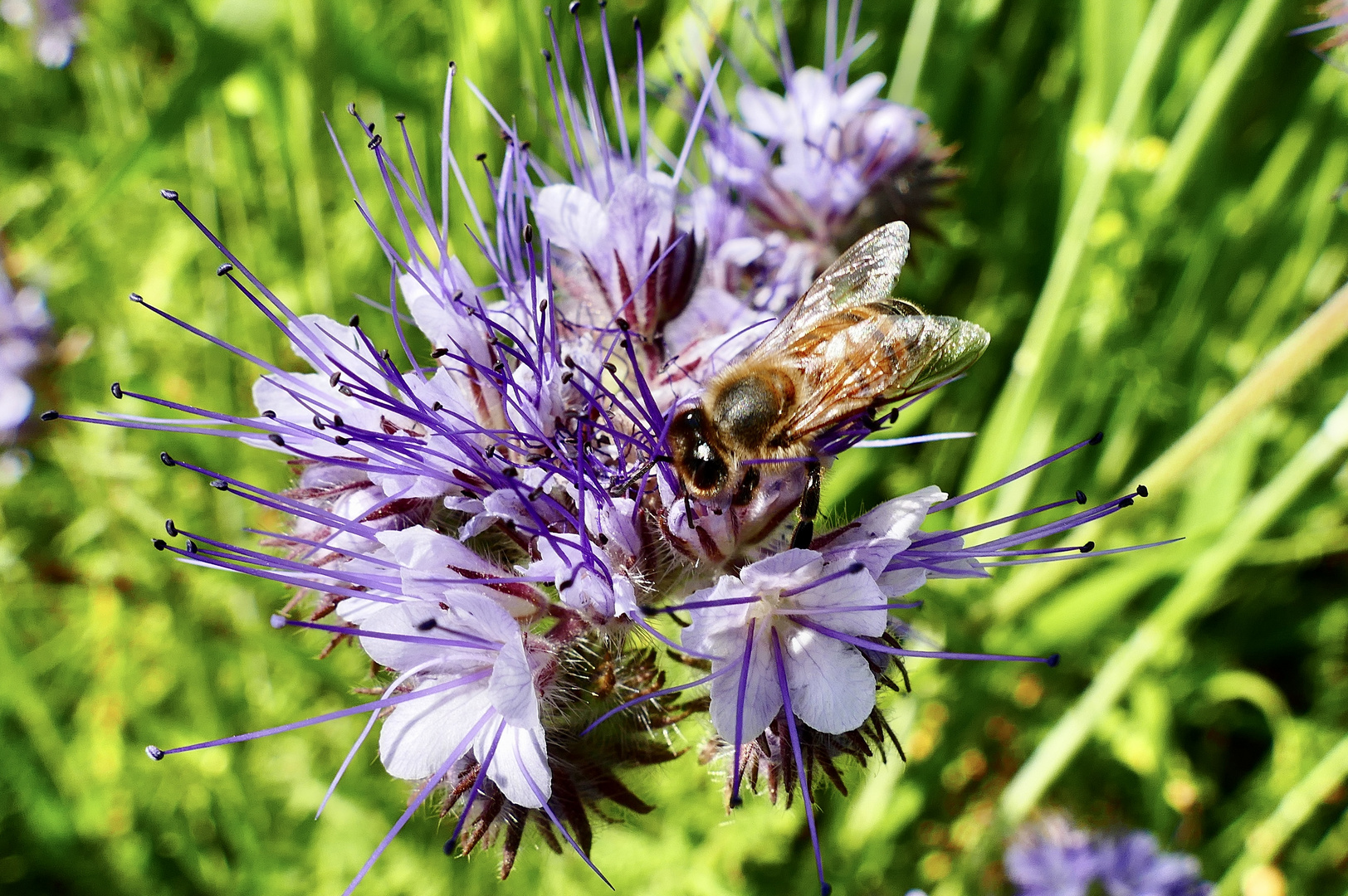 Bienen-Action