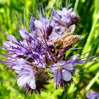 Bienen-Action