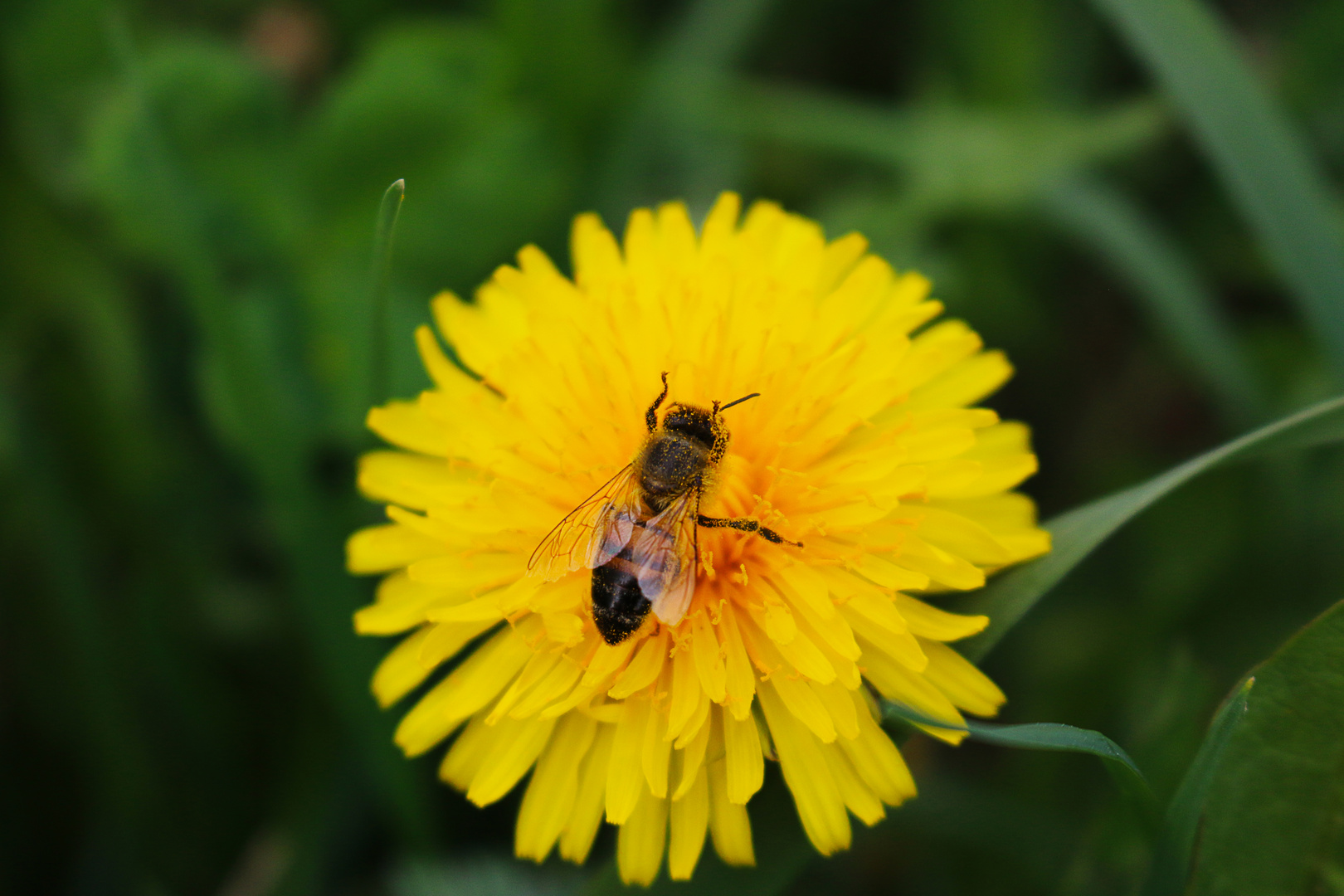 Bienen