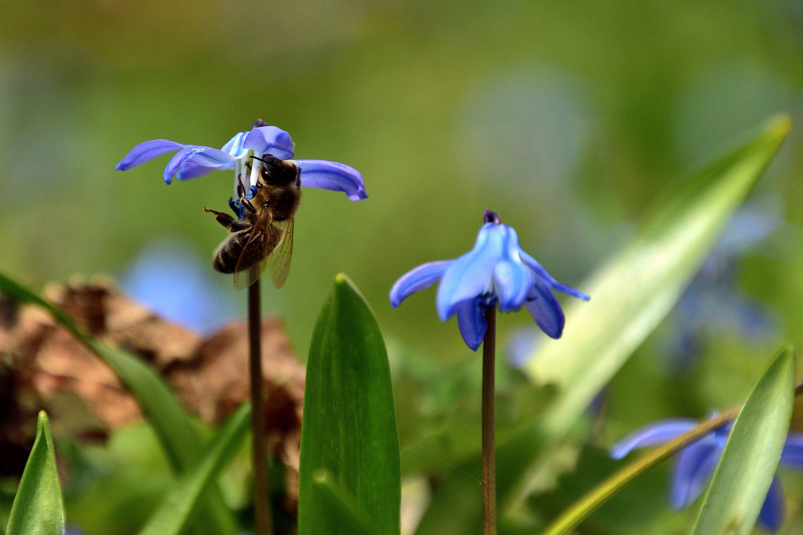 Bienen-Akrobatik