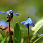 Bienen-Akrobatik