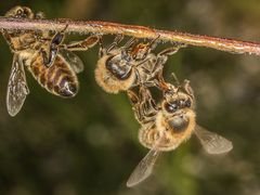 bienen-Akrobatik