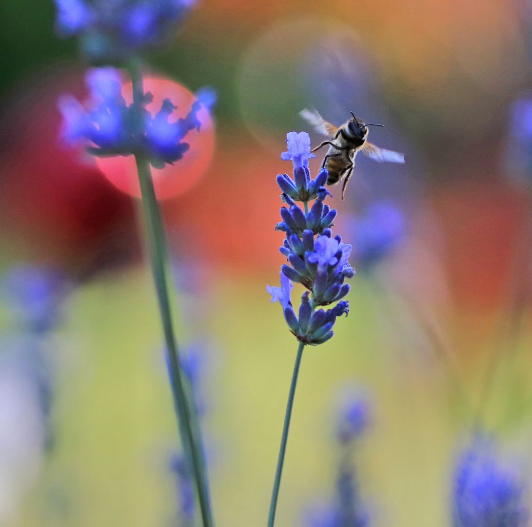 Bienen-Alarm....