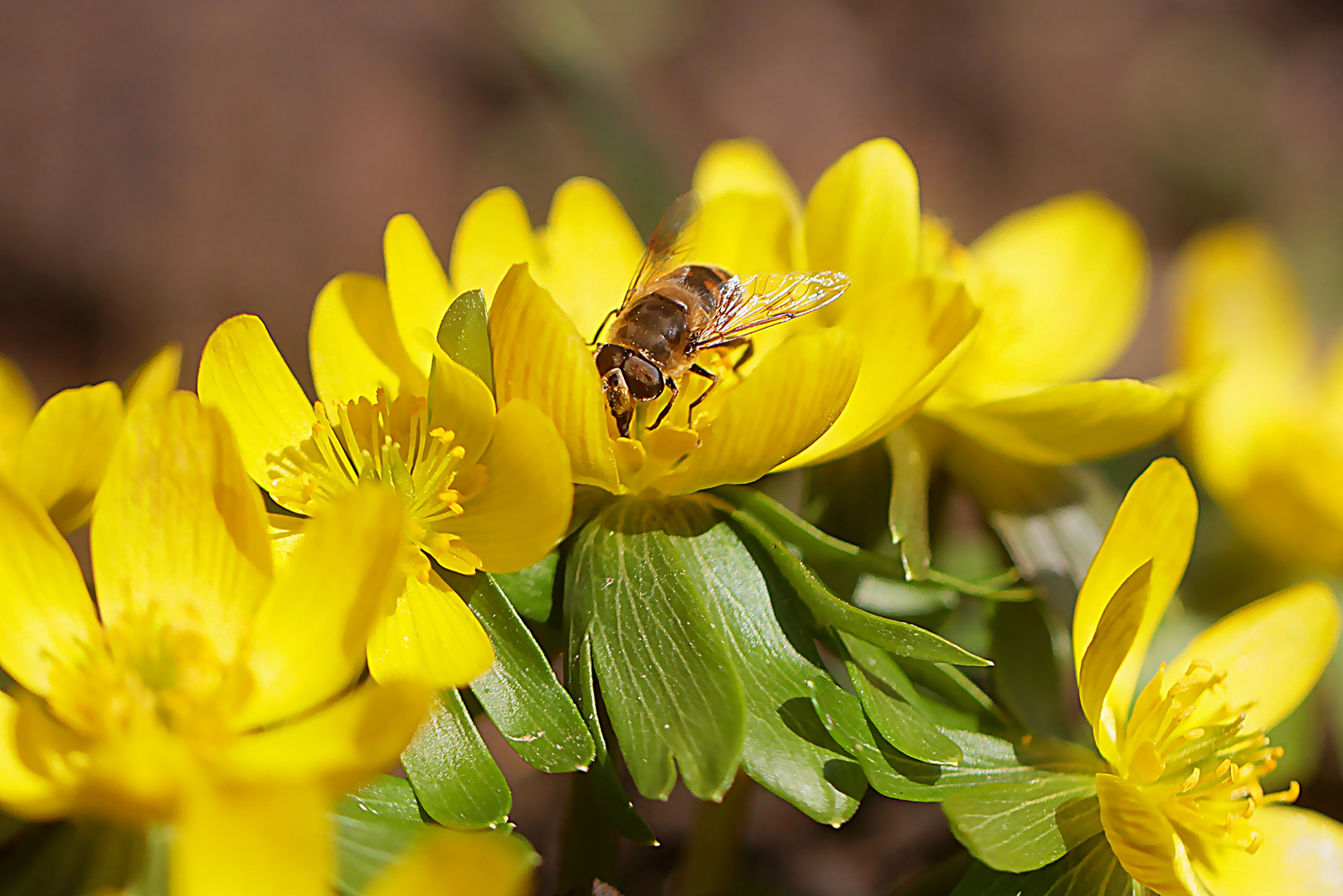 Bienen als Vorboten des Frühlings