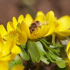 Bienen als Vorboten des Frühlings