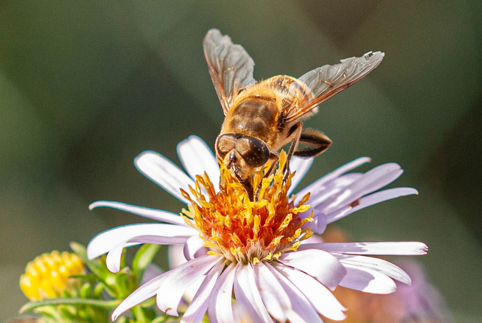 Bienen am 26.10.2019  1