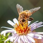 Bienen am 26.10.2019  1