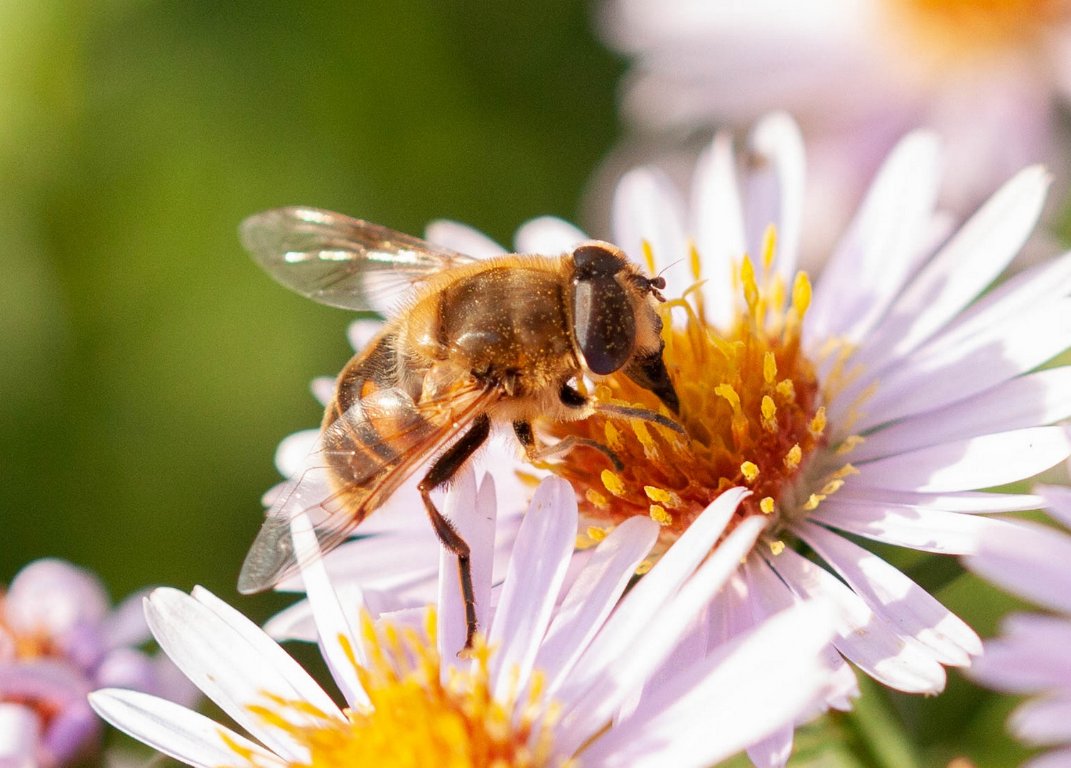 Bienen am 26.10.2019  2