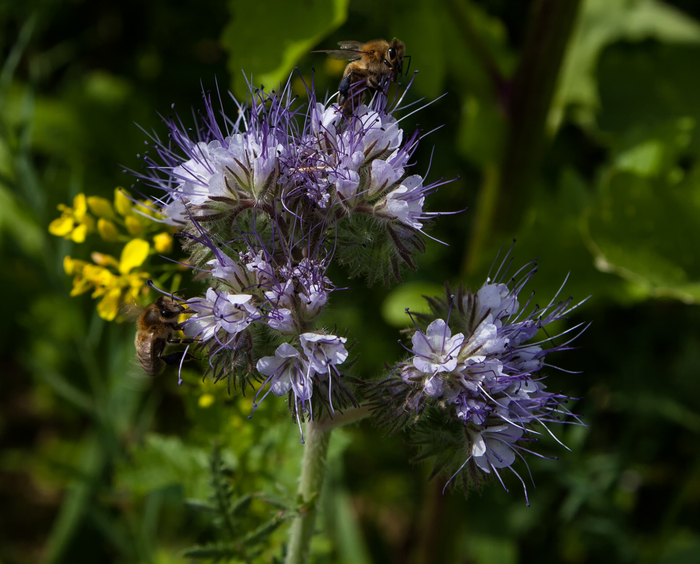 Bienen am Bienenfreund