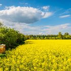 Bienen am Rapsfeld 16