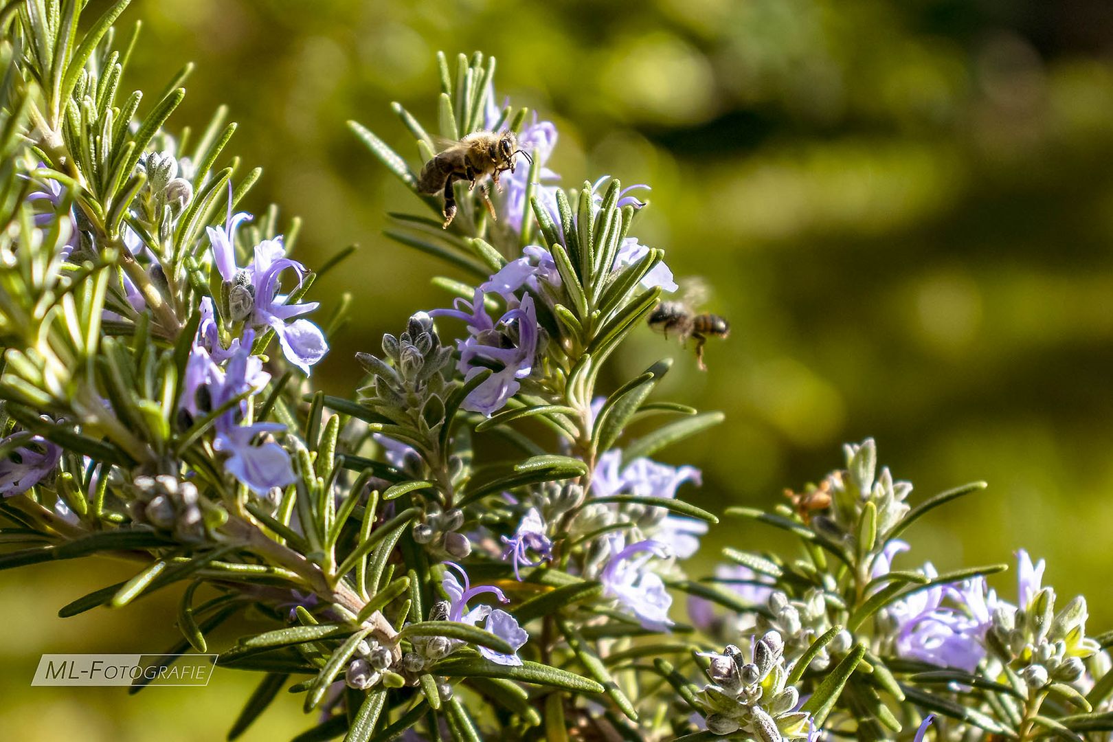 Bienen am Rosmarin NR1-04-2022(HP)