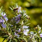 Bienen am Rosmarin NR1-04-2022(HP)