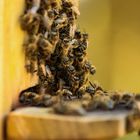 Bienen am Stock