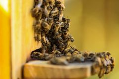 Bienen am Stock