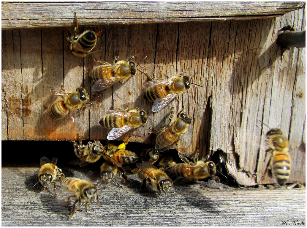 Bienen am Stock ,