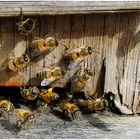 Bienen am Stock ,