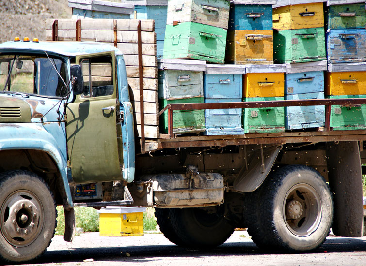 Bienen am Werk