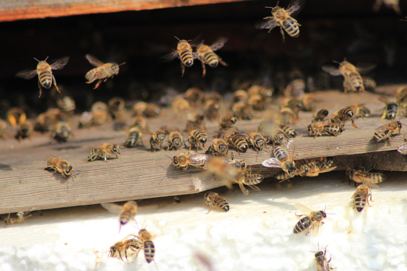 Bienen an der Beute