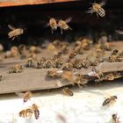 Bienen an der Beute