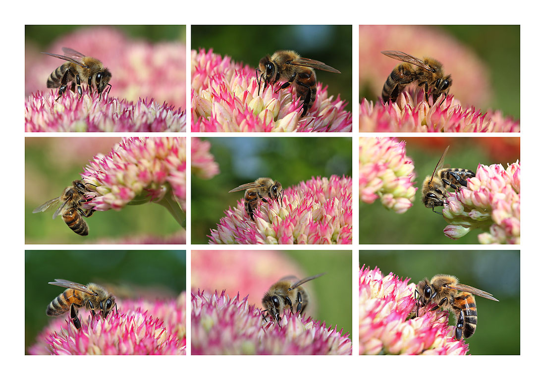 Bienen an der fetten Henne