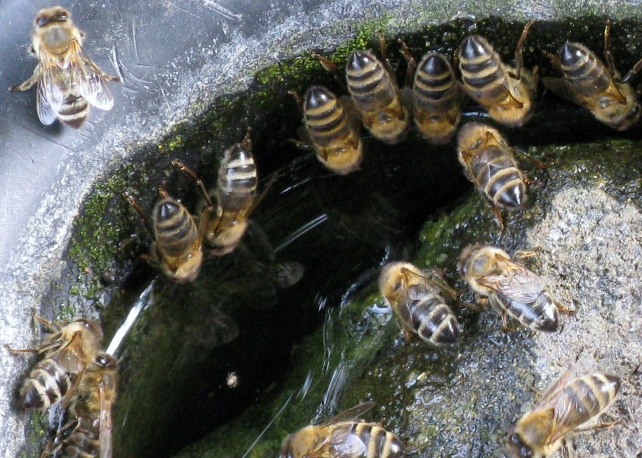 Bienen an der Vogeltränke