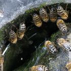 Bienen an der Vogeltränke