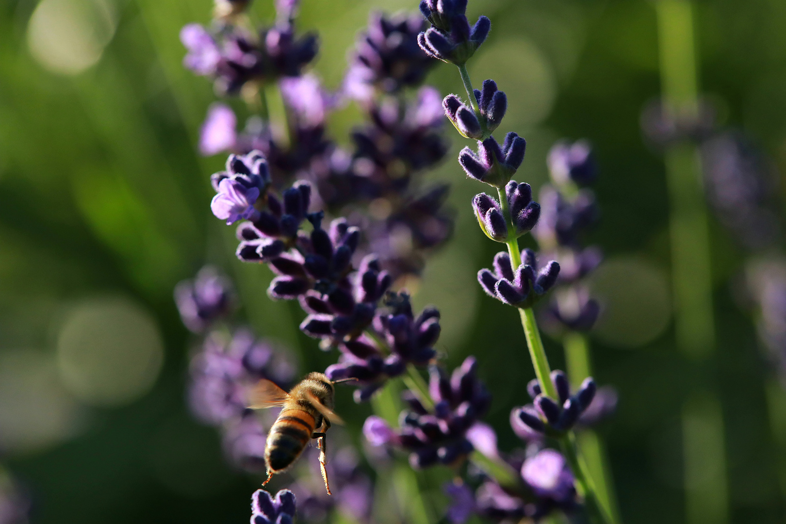 Bienen an Lavendel