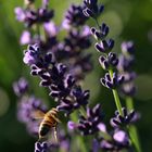 Bienen an Lavendel