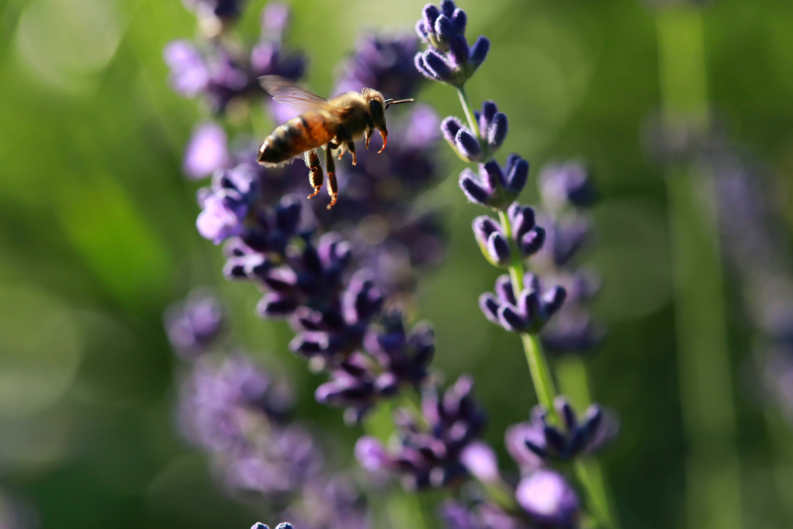 Bienen an Lavendel