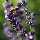 Bienen an Lavendel