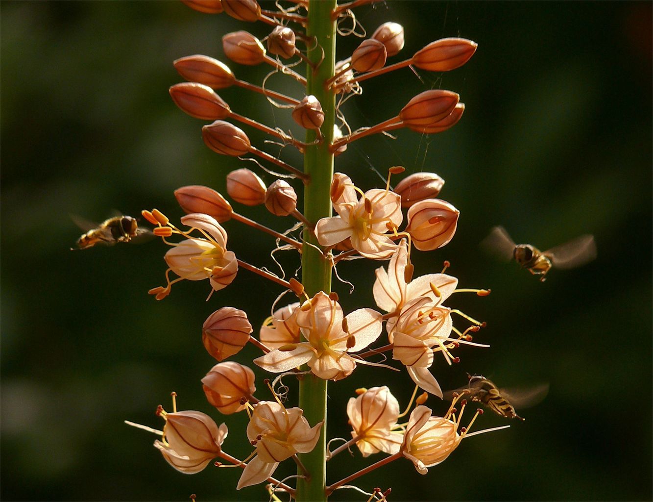  Bienen an Steppenkerze