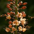  Bienen an Steppenkerze