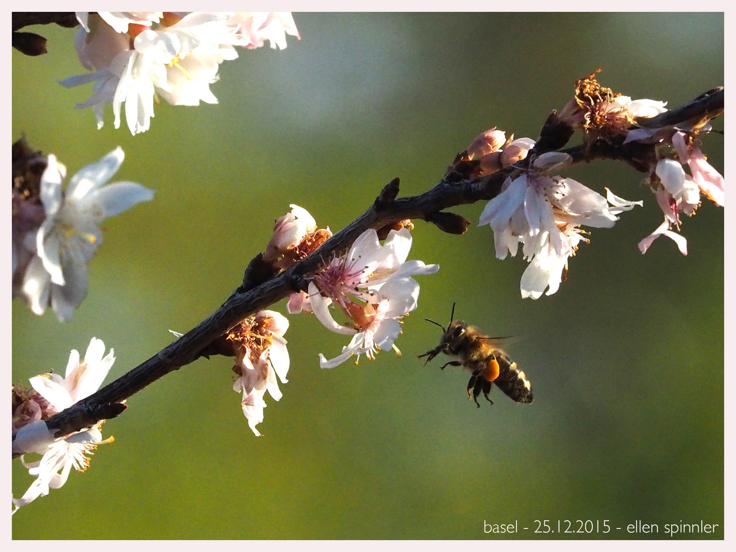 Bienen an Weihnachten!