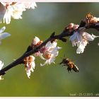 Bienen an Weihnachten!